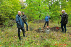 Baum des Jahres 2020