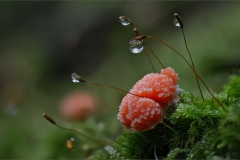 2.Platz_Elke_Feick_Tubifera_Ferruginosa_13-09-25_141126_kl