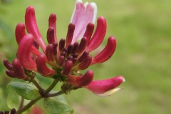 SONY DSC