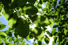 Andreas_Wiedenmann_Buchenlaub_kl