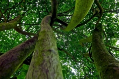 Luise_Storck_Die_verschlungenen_Pfade_der_Natur_kl