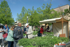 Pflanzenmarkt-BBV-05-2020