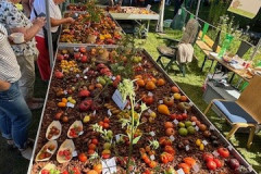 Tomaten-am-Stand-Karierte-Tomaten