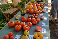 Tomaten-und-anderes