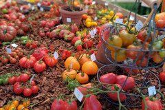 Tomaten