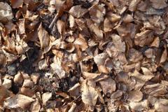 Wald-Impressionen