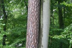 KieferundBuche1_1