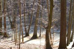 wald