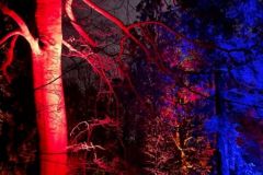 Waldweihnacht 2020