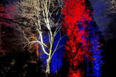 IMG-20201214-WA0003