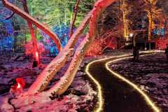 Waldweihnacht im Forstbotanischen Garten Eberswalde am 11.12.2021