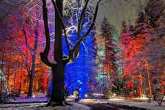Waldweihnacht im Forstbotanischen Garten Eberswalde am 11.12.2021